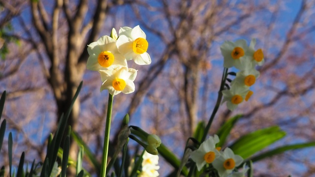 吾妻山公園の水仙