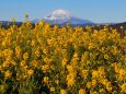 吾妻山公園から望む富士山