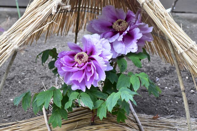 冬牡丹 島根長寿楽