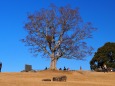 冬の吾妻山公園の風景