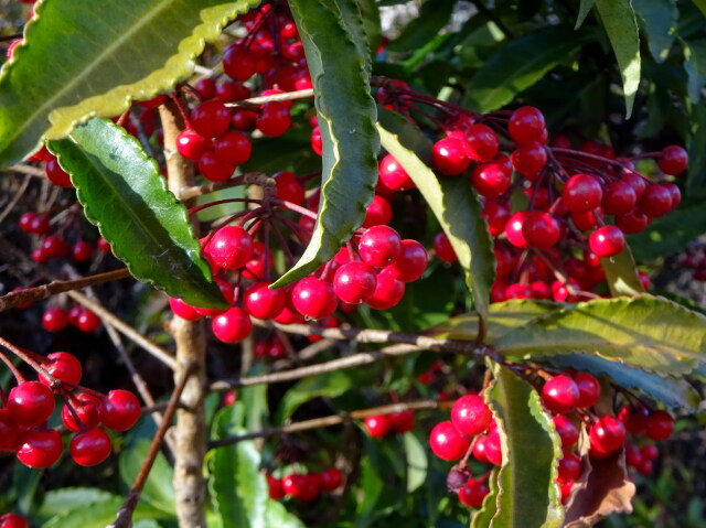神社境内のきらめく万両