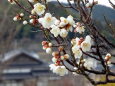 里に咲いた梅の花