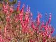 熱海梅園の紅梅