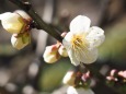 熱海梅園の白梅