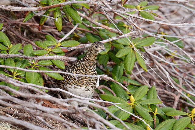 雷鳥荘の雌雷鳥3