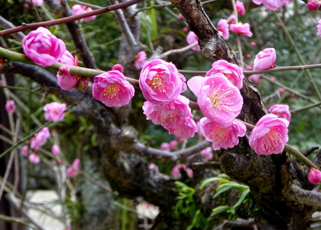 春めく紅梅の花
