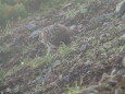 白岳の雌雷鳥