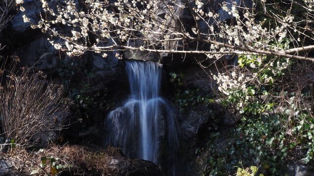 熱海梅園の白梅と滝