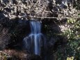 熱海梅園の白梅と滝