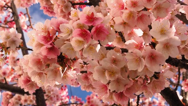 糸川遊歩道のあたみ桜