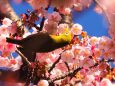 糸川遊歩道のあたみ桜とメジロ