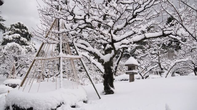 冬の兼六園