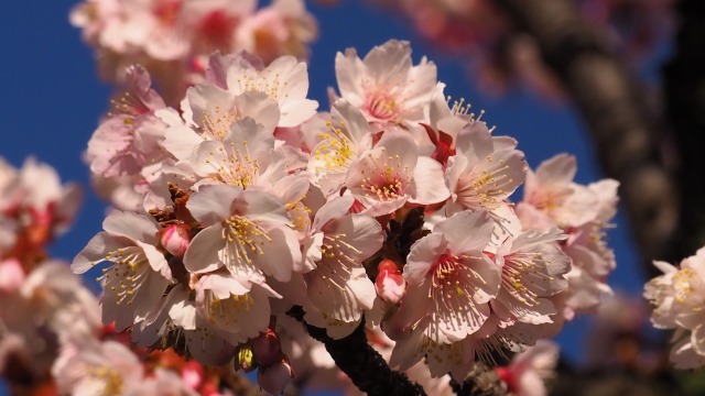 糸川遊歩道のあたみ桜