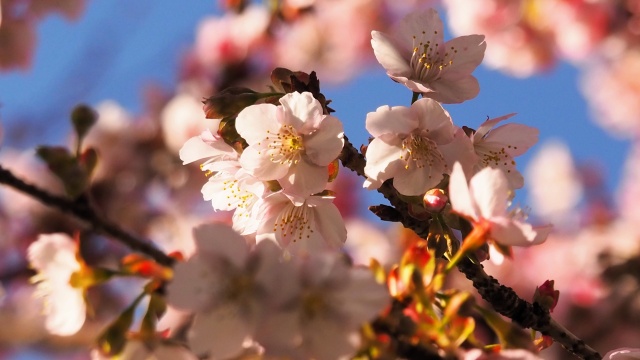 糸川遊歩道のあたみ桜