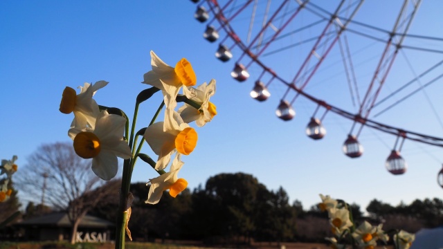 葛西臨海公園の水仙と観覧車