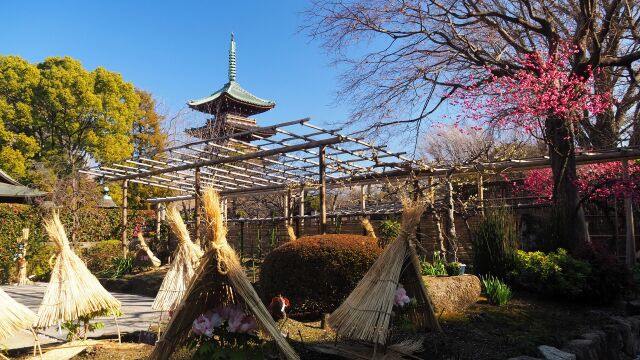 冬の上野東照宮