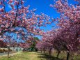 熊野2月13日河津桜