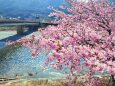 東紀州2月14日河津桜