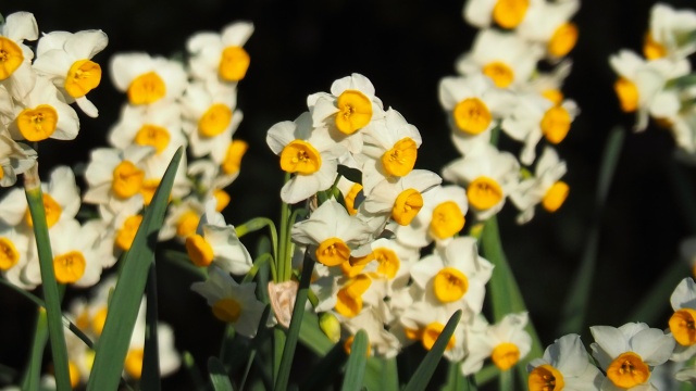 葛西臨海公園の水仙