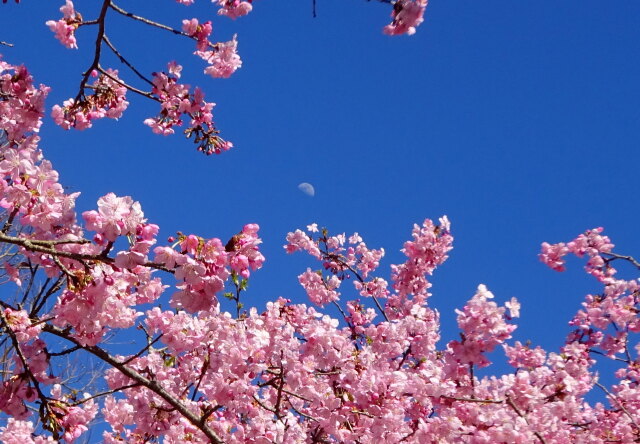 河津桜と上弦の月