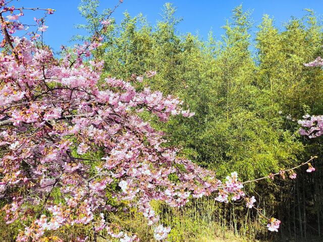 竹林と河津桜