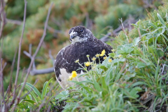 爺ヶ岳の雄雷鳥3