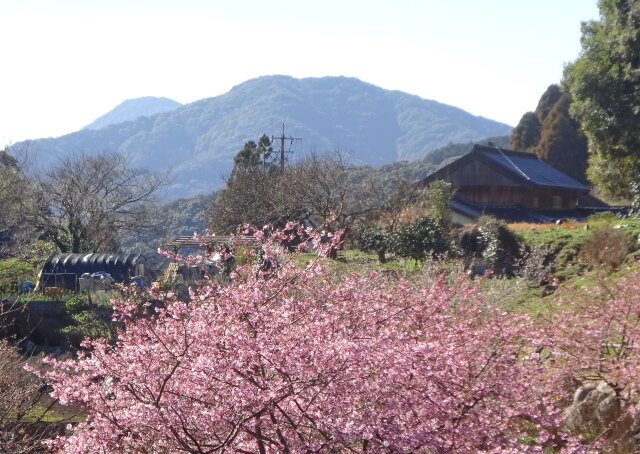 河津桜が咲いている里山