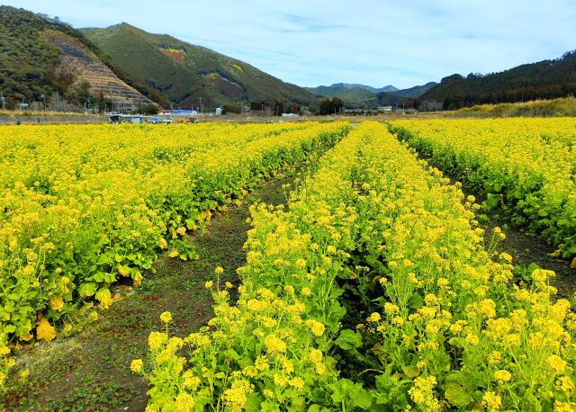 菜の花