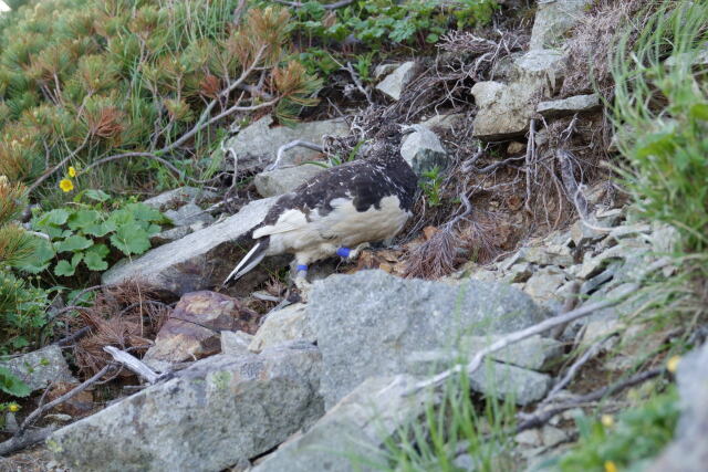 爺ヶ岳の雄雷鳥4