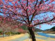 清流銚子川と河津桜