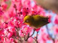 昭和記念公園の紅梅とメジロ