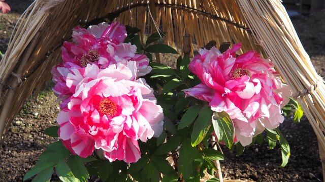 上野東照宮の冬牡丹