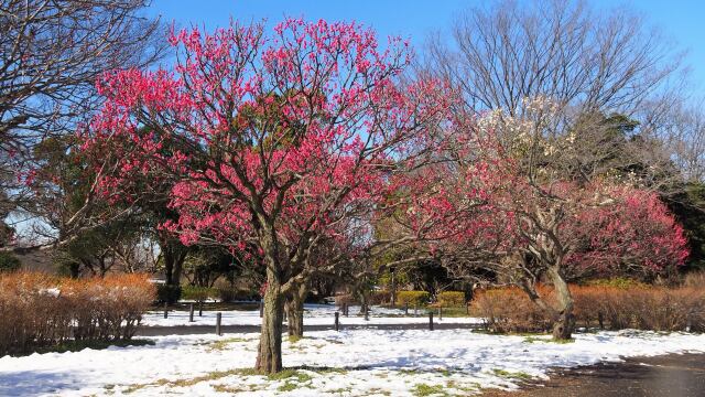 昭和記念公園の梅林