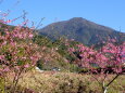 河津桜の向こうにそびえる作礼山