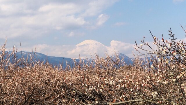 曽我梅林の白梅と富士山