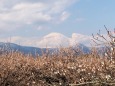 曽我梅林の白梅と富士山