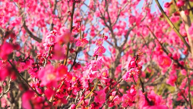 昭和記念公園の紅梅