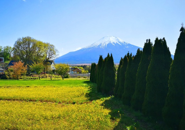 山中湖花の都公園