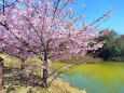 熊野河津桜