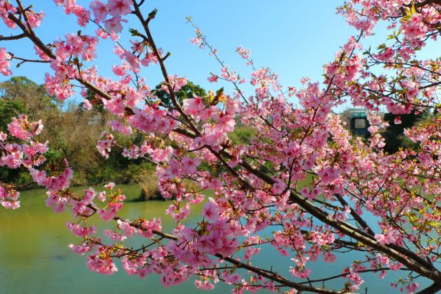 河津桜