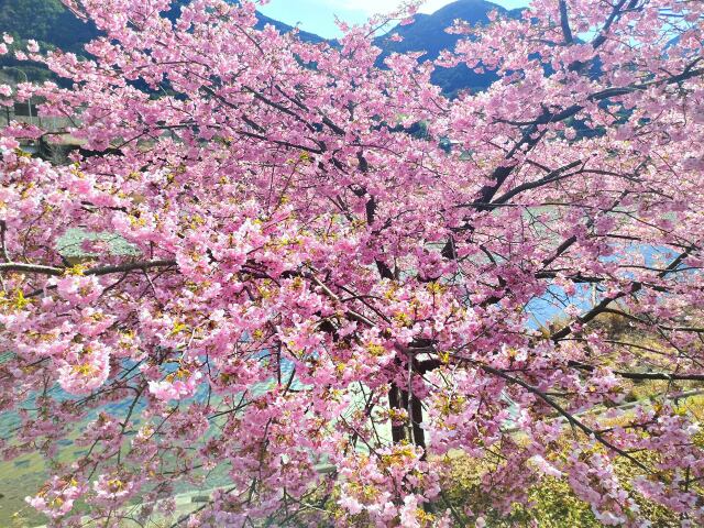 河津桜