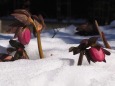 雪中のクリスマスローズ