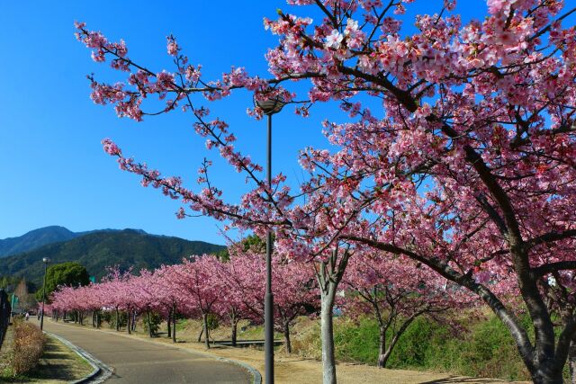 河津桜並木