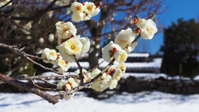 昭和記念公園の白梅