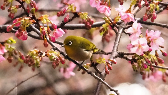 西平畑公園の河津桜とメジロ