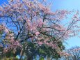 東紀州早咲き桜