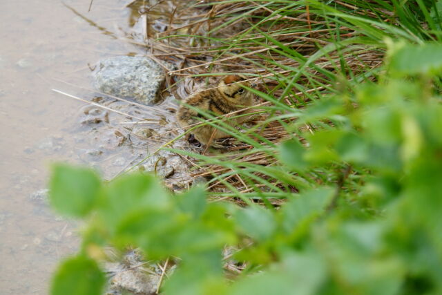 舟越ノ頭のチビ雷鳥5