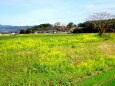 菜の花が咲く里の春