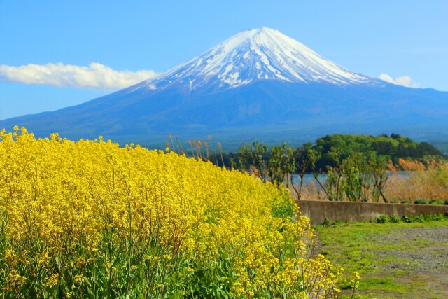 菜の花と富士山
