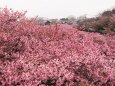 三浦海岸の河津桜